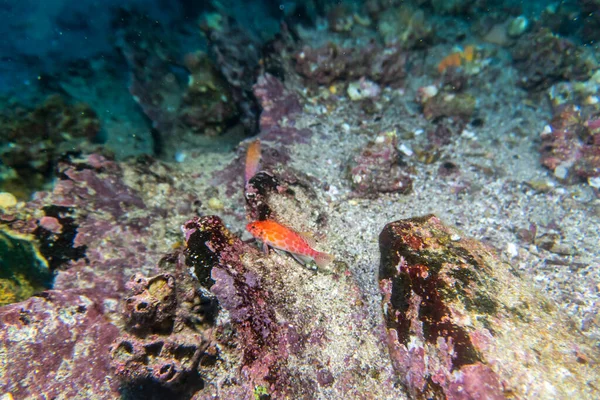 Unusual Beautiful Bright Fish Waters Galapagos Islands — Foto Stock