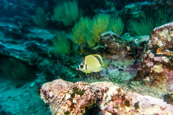 Unusual Beautiful Bright Fish Waters Galapagos Islands — Foto Stock