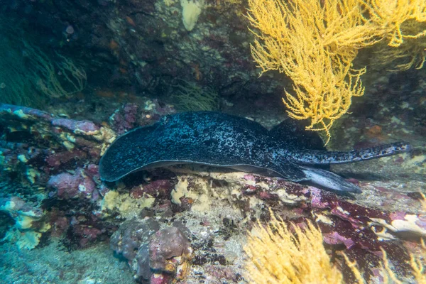 Niezwykłe Piękne Jasne Ryby Wodach Wysp Galapagos — Zdjęcie stockowe