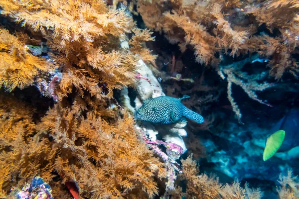 Galapagos Adaları Nın Sularında Alışılmadık Güzel Parlak Balıklar — Stok fotoğraf