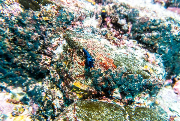 Peixe Bonito Brilhante Incomum Nas Águas Das Ilhas Galápagos — Fotografia de Stock