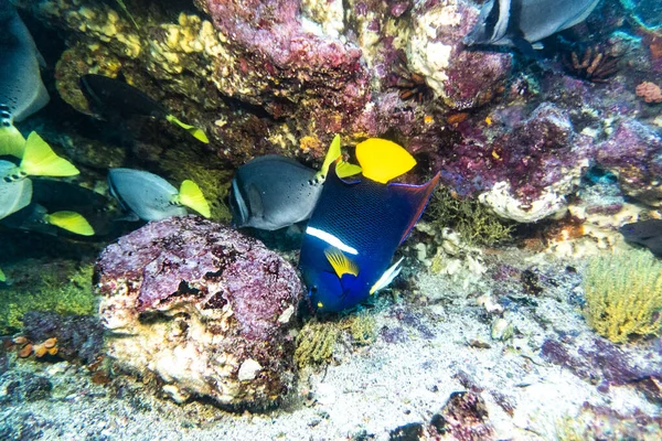 Необычные Красивые Яркие Рыбы Водах Галапагосских Островов — стоковое фото