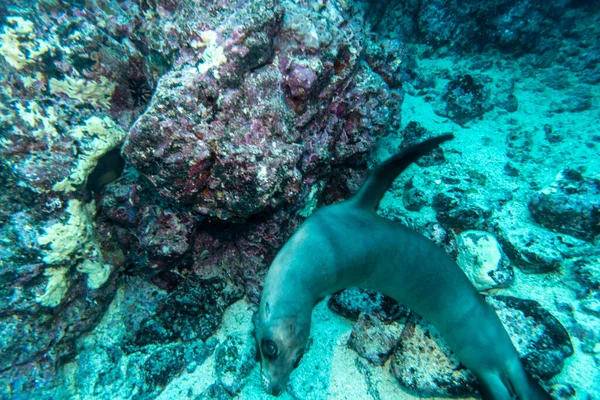 Lion Mer Joue Eau Peu Profonde Près Des Plongeurs — Photo