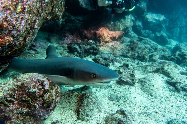 Unusual Beautiful Bright Fish Waters Galapagos Islands — Stock Photo, Image