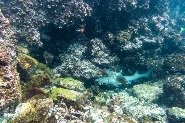 Niezwykłe Piękne Jasne Ryby Wodach Wysp Galapagos — Zdjęcie stockowe