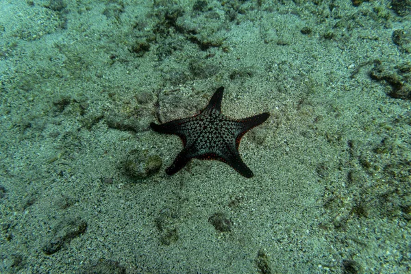 Unusual Beautiful Bright Fish Waters Galapagos Islands — Fotografia de Stock