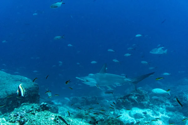 Hammerhead Sharks Warm Currents Galapagos Islands — Foto Stock