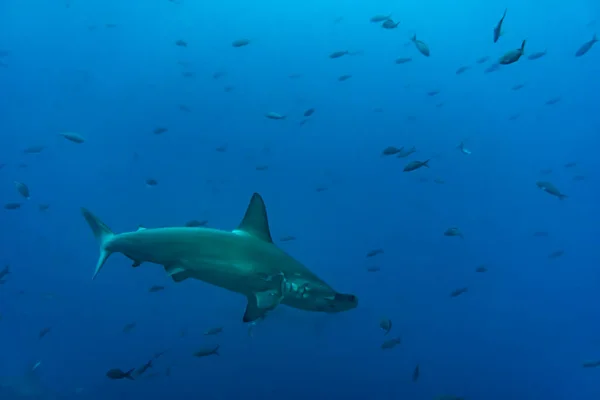 Hammerhead Sharks Warm Currents Galapagos Islands — Photo