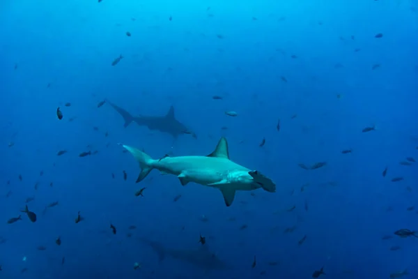 Hammerhead Sharks Warm Currents Galapagos Islands — Foto Stock