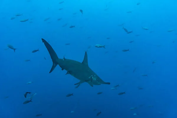 Hammerhead Sharks Warm Currents Galapagos Islands — Stock Fotó