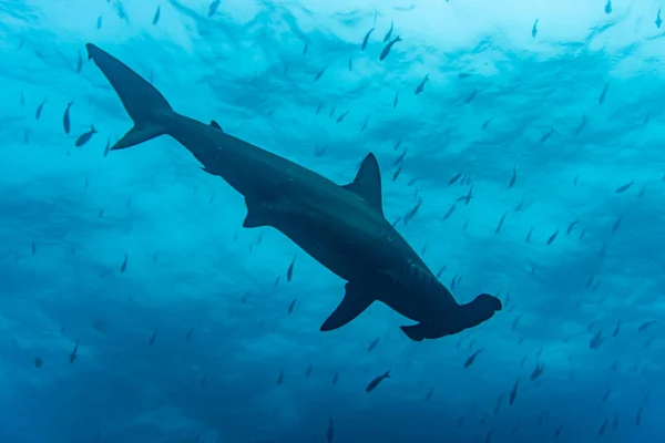 ฉลามห อนในกระแสน นในหม เกาะกาลาปากอส — ภาพถ่ายสต็อก