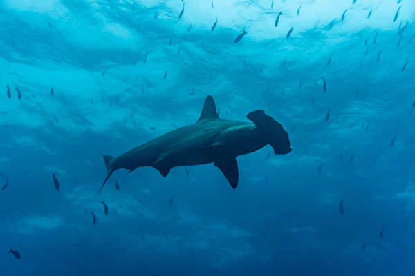 Hammerhead Sharks Warm Currents Galapagos Islands — Fotografia de Stock