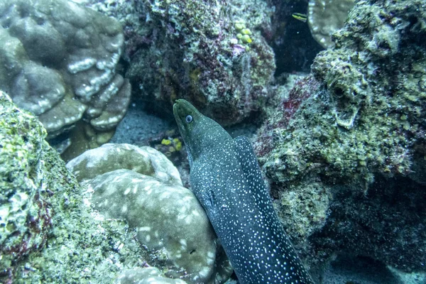 Usædvanlige Smukke Lyse Fisk Farvande Galapagos Øerne - Stock-foto