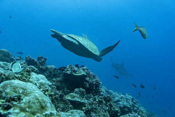 Big Ocean Turtle Swims Sea Blue Water — Stock Fotó