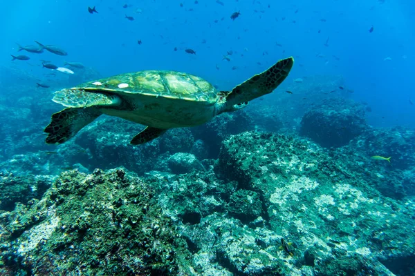 Big Ocean Turtle Swims Sea Blue Water — Stock fotografie
