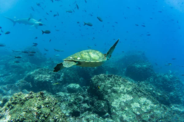 Big Ocean Turtle Swims Sea Blue Water — стоковое фото