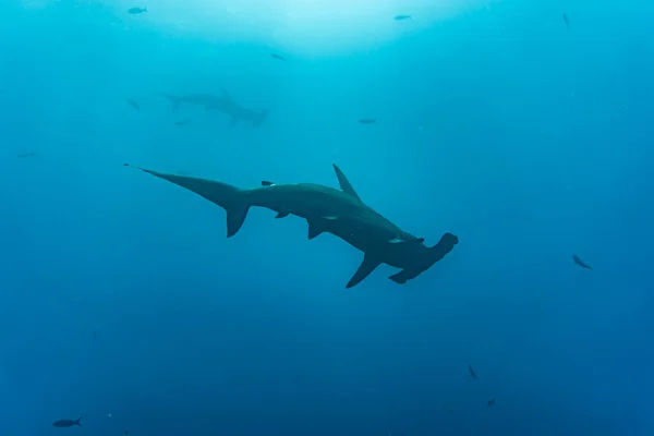 Hammerhead Sharks Warm Currents Galapagos Islands — Fotografia de Stock