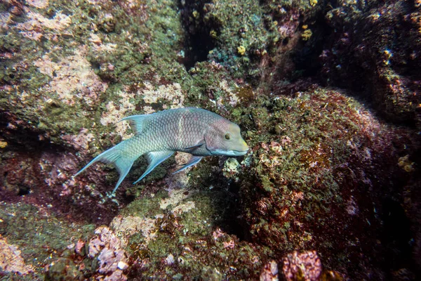 Bright Colorful Sea Fish Shallow Water Natural Conditions — Zdjęcie stockowe