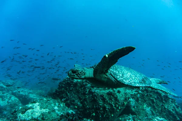 Big Ocean Turtle Swims Sea Blue Water — Stock fotografie