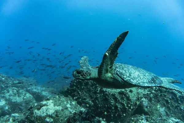 Big Ocean Turtle Swims Sea Blue Water — 스톡 사진