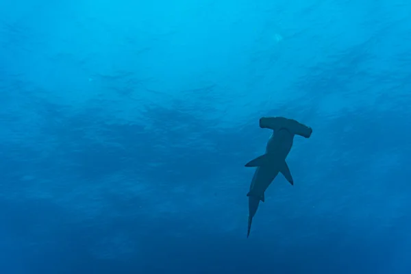 Hammerhead Sharks Warm Currents Galapagos Islands — 图库照片