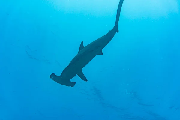 Hammerhead Sharks Warm Currents Galapagos Islands — Photo