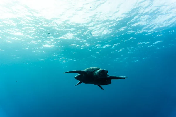 Ungewöhnlich Schöne Und Helle Fische Den Gewässern Der Galapagos Inseln Stockbild