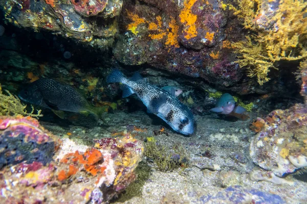Unusual Beautiful Bright Fish Waters Galapagos Islands Ліцензійні Стокові Фото