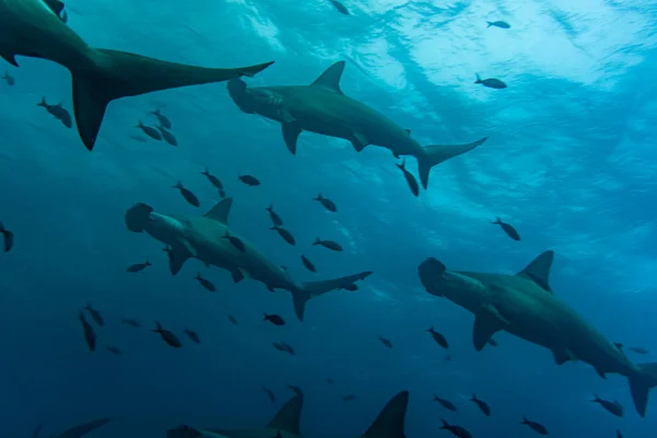 Hammerhead Sharks Warm Currents Galapagos Islands Foto Stock