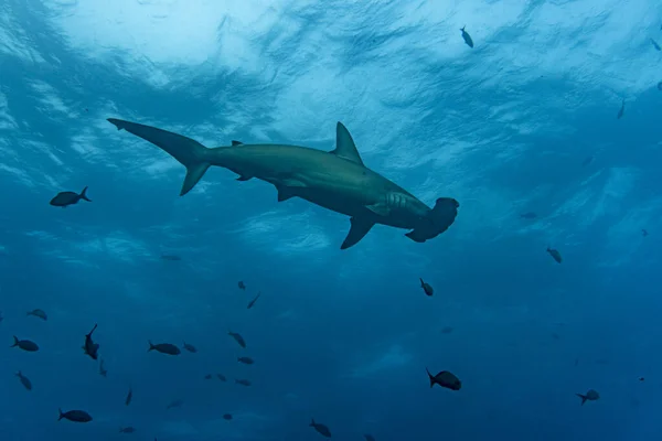 Hammerhead Sharks Warm Currents Galapagos Islands Stock Obrázky