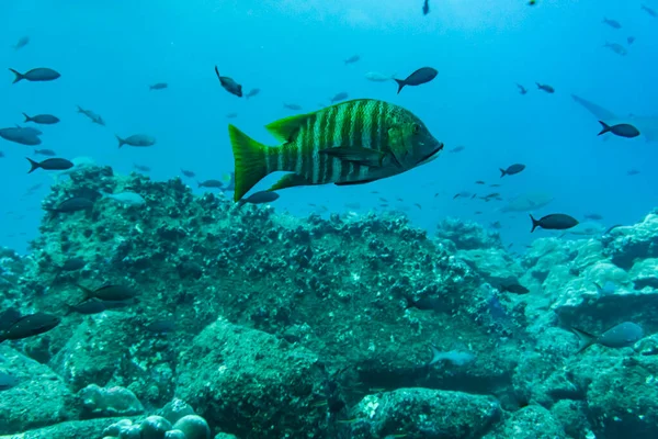 Unusual Beautiful Bright Fish Waters Galapagos Islands Ліцензійні Стокові Зображення