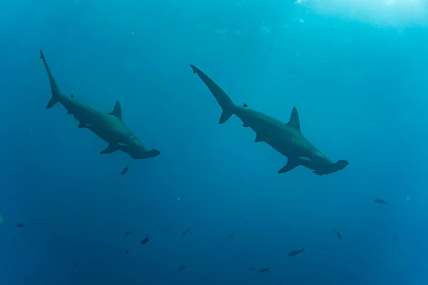 Hammerhead Sharks Warm Currents Galapagos Islands Stockbild