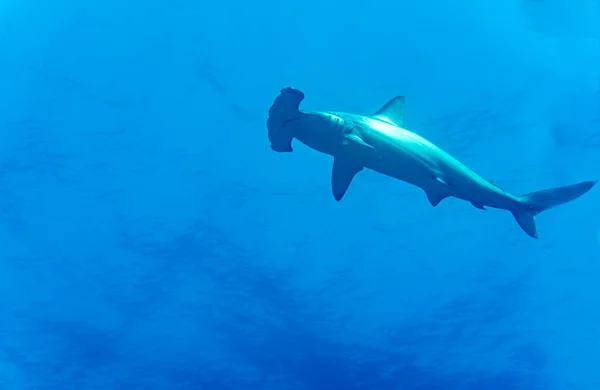 Hammerhead Sharks Warm Currents Galapagos Islands Ліцензійні Стокові Фото