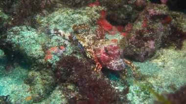 Galapagos adalarında denizin kumlu dibinde alışılmadık ıstakoz balıkları. 