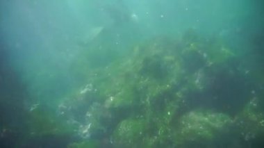 Gri gallapagos deniz iguanaları sığ sularda bir körfezde ot yiyorlar.