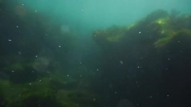 Deniz aslanları Galapagos 'ta sığ sularda balık avlarlar. 