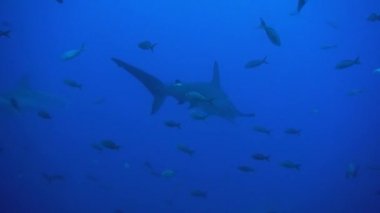 Galapagos adaları yakınlarındaki mercan resiflerinde çekiç başlı köpekbalıkları. 