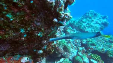 Galapagos 'taki ıssız adaların yakınında sığ sularda güzel ve alışılmadık balıklar. 