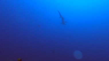 Galapagos adaları yakınlarındaki mercan resiflerinde çekiç başlı köpekbalıkları. 