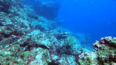 Galapagos Adaları yakınlarındaki mercan resifinde büyük bir deniz kaplumbağası. 