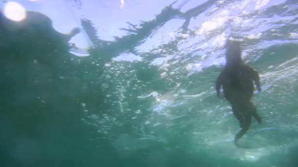 Grå Gallapagos Marina Leguaner Vik Grunt Vatten Äta Gräs — Stockvideo