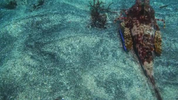 Bijzondere Kreeftenvissen Zandbodem Van Zee Galapagos Eilanden — Stockvideo