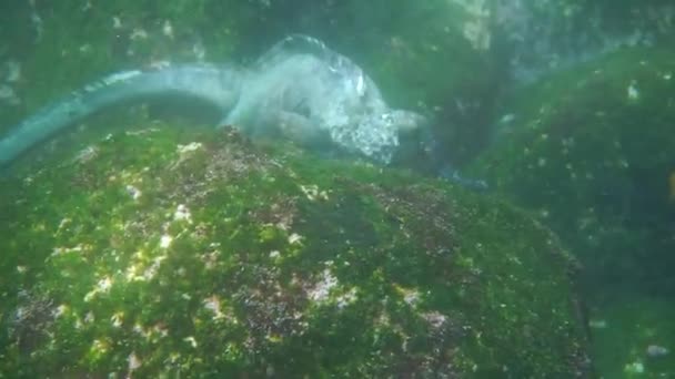 Gallapagos Cinza Iguanas Marinhas Uma Baía Águas Rasas Comendo Grama — Vídeo de Stock