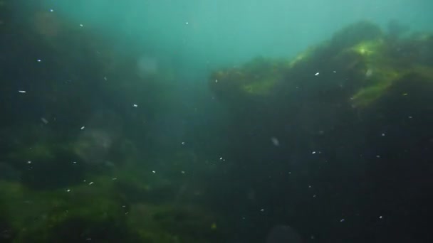 Lachtani Loví Ryby Mělkých Vodách Galapágách — Stock video