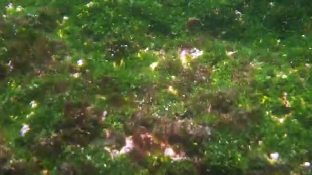 Gallapagos Cinza Iguanas Marinhas Uma Baía Águas Rasas Comendo Grama — Vídeo de Stock