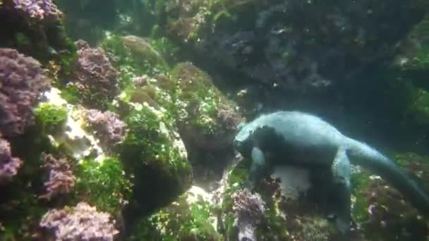 Gray Gallapagos Marine Iguanas Bay Shallow Water Eating Grass — Stock Video