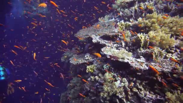 Красивая Необычная Рыба Мелководье Вблизи Необитаемых Островов Галапагосских Островов — стоковое видео