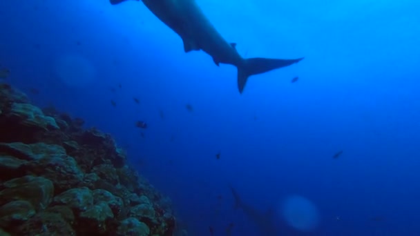 ガラパゴス諸島近くのサンゴ礁のハンマーヘッドサメは — ストック動画