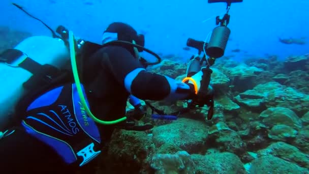 Squali Martello Una Barriera Corallina Vicino Alle Isole Galapagos — Video Stock