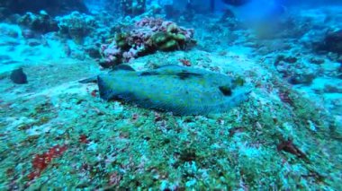 Galapagos 'taki ıssız adaların yakınında sığ sularda güzel ve alışılmadık balıklar. 